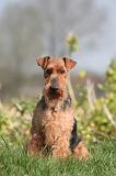 WELSH TERRIER 128